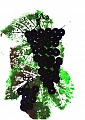 Obr: 1430.jpg