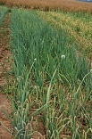 Obr: 3294.jpg