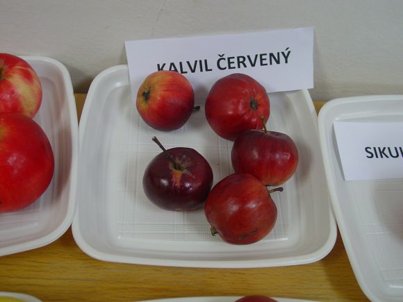 Obr: 531.jpg