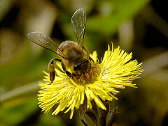 Včely v zahradě